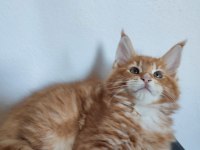 Dernek kayıtlı full şecereli aşıları tamam safkan maine coon