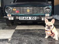 Eşleştirmek için dişi french bulldog arıyoruz
