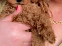 Kore - Red Brown - A Kalite Bebek Yüzlü Poodle