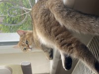 British shorthair