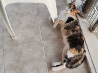 2 yaşında kısır calico ev kedisi