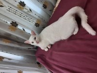 Dişi british shorthair kısır değil