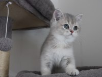 AY11 Erkek British Shorthair Blue Golden