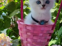 19 mayıs doğumlu british shorthair bebekler