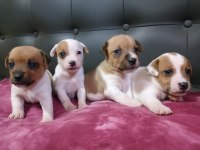 Jack Russell kardeşler kısa bacak safkan