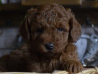 RED BROWN TOY POODLE