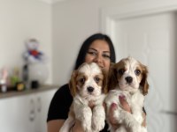Sağlık ve ırk garantili cavalier king charles yavrularım