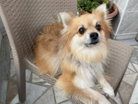 Çipine göre 4 yaşında Aile Köpeğimiz