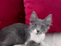 YAVRU KEDİLERİMİ ÜCRETSİZ SAHİPLENDİRİYORUM