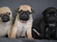 Irk Ve Sağlık Garantili Pug Yavrular