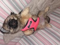 3 aylık pekinez köpeği