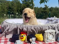 Baby face safkan golden retriever yavrularımız