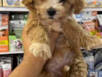 Maltipoo Yavrular Orjinal Sıfır Numara Bardak Boy