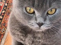 Sevimli uysal scottish fold