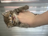Golden tabby scottish straight