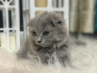 British shorthair kedimize sıcak bir yuva arıyoruz