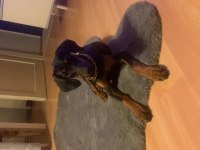 3 aylık dişi safkan doberman