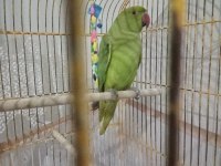 Evcil Pakistan Papağanı