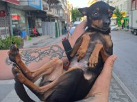 Pinscher şivava