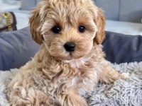 Maltipoo yavrularımız