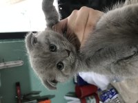 47 günlük yavru kedi