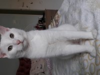Ücretsiz kedi russian blue