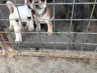 French bulldog bebeklerimiz yeni yuvalarına gitmeye hazır