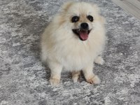 Krem Rengi Dişi Eğitimli Pomeranian Küçük Irk