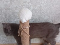British shorthair sevgi yumağı 1.5 2 yaş