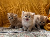 GOLDEN BRİTİSH LONGHAİR GÜZELLİKLER