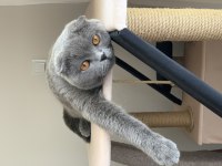 Scottish fold