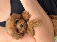 RED MİCRO TEACUP DİŞİ MALTİPOO