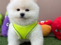 Safkan Pomeranian Boo Bebekler