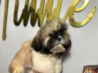 Orjinal shih-tzu yavrularımız