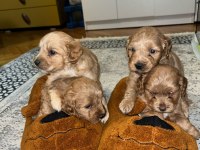 Şeker gibi maltipoo yavrularımız büyümeme garantili