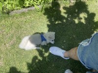 5 aylık pomeranian speed aşıları tam eğitimi var