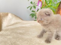 50 günlük eğitimleri tam scottish fold bebekler