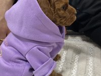 Bebek Toy Poodle