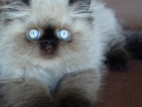 Şecere (Soy) belgeli persian (iran) erkek yavru
