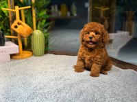 Kore Kan Toy Poodle Yavrularımız