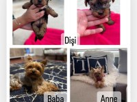 Sahiplendirme yorkshire terrier
