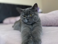 British shorthair Mia için bizimle iletişime geçebilirsiniz