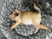 SAHİBİNDEN YAVRU PUG