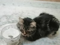 Güzel erkek bir tekir kedidir