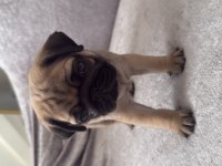 PUG YAVRU SAHİBİNDEN SAHİPLENDİRME ÜCRETLİ
