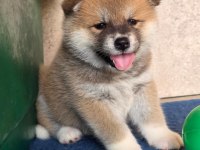 Japon Akita inu yavrular