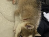 Dişi Yavru husky