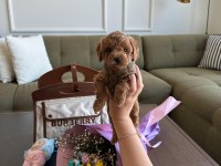 Baby Face Erkek Poodle