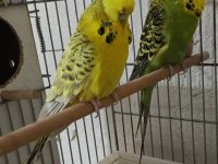 Takım jumbo muhabbet kuşu