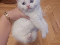 Kar Beyaz British Longhair